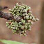 Image result for Lannea discolor