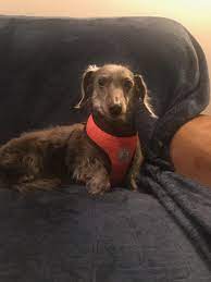 Adopt Alfrid On Petfinder Dachshund Adoption Dog Adoption Mutt Puppies