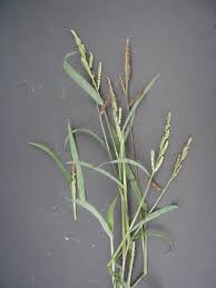 Image result for Echinochloa colona