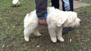 The high level of intelligence that the tibetan terrier has can also bring a level of stubbornness. Gandalf Tibetan Terrier Puppy For Sale Youtube