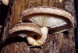 Image result for Lentinus edodes