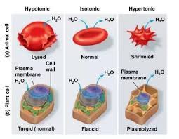 The image above shows what happens to red blood cells in hypertonic, isotonic, and hypotonic solutions. How To Turn A Solution From Hypotonic To Hypertonic Quora