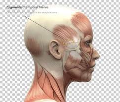Head and neck anatomy diagram. Stock Photography Human Anatomy Head And Neck Anatomy Human Head Png Clipart Anatomy Arm Ches Chin
