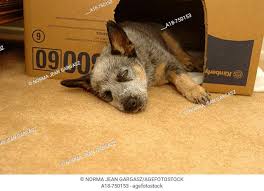 He is sweet and shy but likes to play outside with his toys and foster siblings. Red Blue Heeler Pup Stock Photos And Images Agefotostock