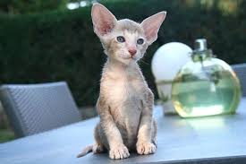 A bengal cat is a pedigree breed, created by mixing asian leopard cats with domestic cats. The Oriental Shorthair Cat Cat Breeds Encyclopedia