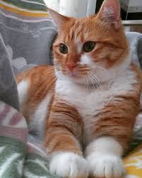 Yeni Battaniyemben Satinalmasahiplen Kitty Catsofinstagram Sarmankedi Sarman Oglummulayim Kedi Cat Cute Cats Cat Lovers Cats And Kittens