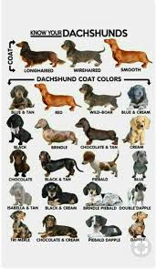 Dachshund In 2020 Dachshund Breed Dapple Dachshund Dachshund Puppies