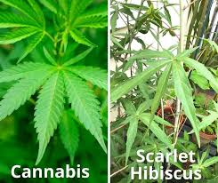 Normally you won't get an invasion of nutsedge throughout all of your lawn. 15 Plants That Look Like Weeds But Aren T With Pictures