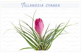 In this episode of his popular web video series, barry landau, presents a video that shows many of the different forms, varieties and hybrids of tillandsia. 18 Types Of Air Plants For Your Home Ftd Com