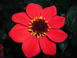 Image result for Dahlia sp. (cultivar)