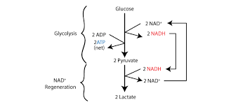 Cellular respiration occurs in the mitochondria of the cell, where a series of chemical reactions convert energy from glucose into where in the cell the process takes place. How Does Anaerobic Respiration Occur In Humans