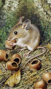 B Carl Brenders B I Br Belgian B 1937 Br A Pair Of Paintings Depicting Mice Br Gouache Br Each Si Animals Animals Artwork Pet Mice