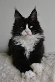 Omg So Majestic Pretty Cats Fancy Cats Beautiful Cats