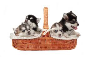 Find local pomsky puppies for sale and dogs for adoption near you. Pomsky Puppies For Sale Adopt Your Puppy Today Infinity Pups
