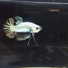 6/5 đường 51 ,phường hiệp betta rồng(betta dragon) dũng mãnh 1. Ikan Laga Betta Black Dragon Halfmoo End 7 11 2021 2 14 Pm