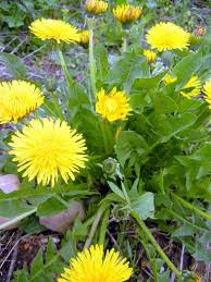 This is not a complete list of side effects and others may occur. My Old Fashioned Dandelion Greens Recipe A Powerful Spring Tonic Spring Tonics Tonic Recipe Dandelion Leaves