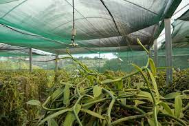 Photos Report Growing Vanilla Under Greenhouses In Tahiti Horti Generation