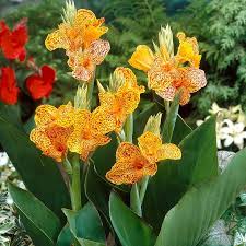 Image result for Canna indica