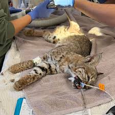 Bobcat Receives Lifesaving Surgery - Pasadena Humane