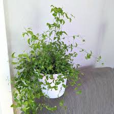 Image result for Asparagus asparagoides