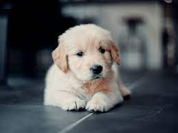 Maybe you would like to learn more about one of these? Best 500 Golden Retriever Puppy Pictures Download Free Images On Unsplash