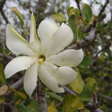 Image result for Gardenia volkensii