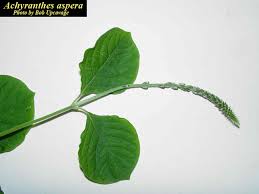 Image result for Achyranthes