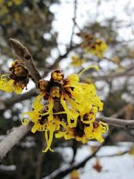Image result for Hamamelis mollisi