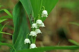 Las flores más fragantes según los jardineros
