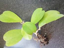Put the cutting in a small pot of moistened potting mix so that at least one node is buried. Hoya Kerrii Fuzzy Leaves Eur 18 64 Picclick Fr