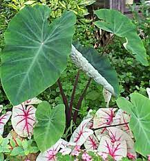 Plants A Alocasia Page 14 Plants Colocasia Plant Leaves