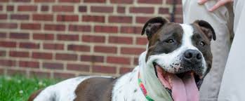 Select a location from the list below to see dogs available for adoption at that specific location adoptable dogs at our main line animal rescue. Surrendering A Pet Pennsylvania Society For The Prevention Of Cruelty To Animals