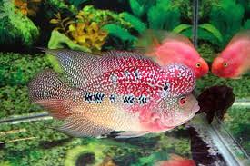 Nah, di bawah nanti kita akan berikan 15 jenis ikan yang cocok untuk aquascape. Tips Dan Cara Merawat Ikan Louhan Yang Baik Dan Benar
