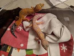 Animals contest phelsuma / day gecko minecraft skin. Why Is My Male Leopard Gecko Biting My Female 3 Reasons Reptile Jam