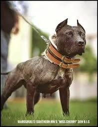 Marosbull S Kennels Team Cro Ch Miss Cherry 3xw Bis American Pitbull Terrier Apbt Pitbull American Pitbull Terrier Pitbull Dog Pitbull Dog Quotes