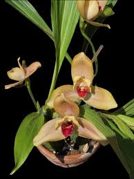 Image result for Rhipidoglossum globulosocalcaratum