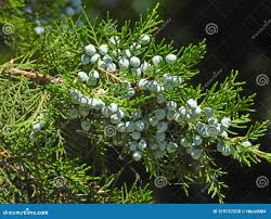 Image result for Cupressus funebris
