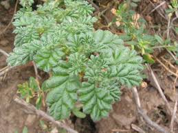 Image result for Coldenia procumbens