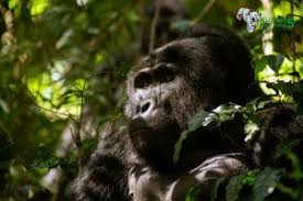 Big Five Safaris Tour And Travel Company