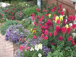 Check spelling or type a new query. Snapdragon Flower Boarder Leading To Front Door Small Space Gardening Flower Boarders Snapdragon Flowers