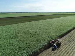 Canegrowers - Your Partner for a Secure,Profitable &… | CANEGROWERS