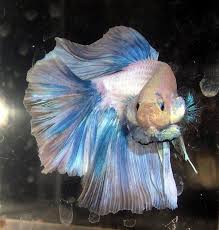 Amazing Betta Pic Betta Fish Beautiful Fish Betta