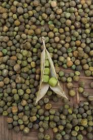 Within british english and american english there are also a variety of accents. Frontiers An Offering Of Grain The Agricultural And Spiritual Cycle Of A Food System In The Kailash Sacred Landscape Darchula Far Western Nepal Sustainable Food Systems