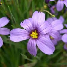 Image result for Sisyrinchium micranthum