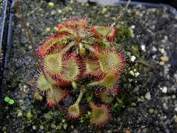 Image result for Drosera burkeana