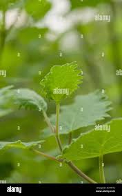 Image result for Tetradenia urticifolia