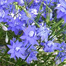 Image result for Wahlenbergia flexuosa
