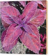 Image result for Coleus maculosus