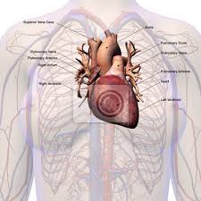 Weibliche Herz Kreislauf System Beschriftet Anatomie Wandposter Poster Etikettiert Aorta Medicals Myloview De