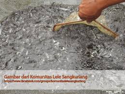 Beberapa Pendapat Dan Pandangan Yang Keliru Tentang Budidaya Lele Komunitas Budidaya Lele Sangkuriang